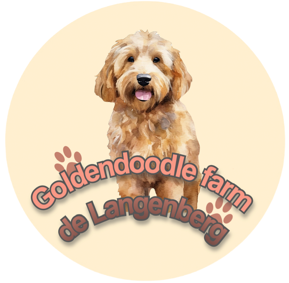 Goldendoodle farm de Langenberg